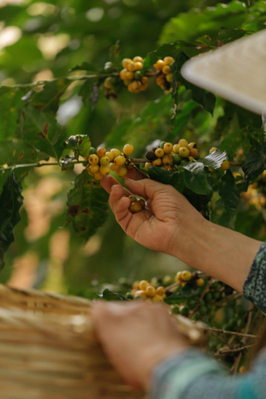 Experiência da Colheita Degustação Coffee Tour Turismo do Café Especial | Cafezal em Flor